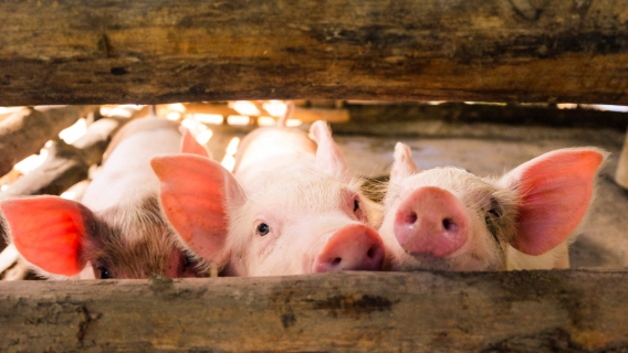 How does plasma support farmers in reducing antibiotics use in farm animals?