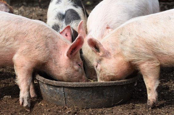 Why is plasma being fed to piglets? Isn’t pigs’ mother’s milk the best source for piglets?